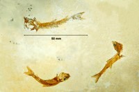 Dastilbe elongatus